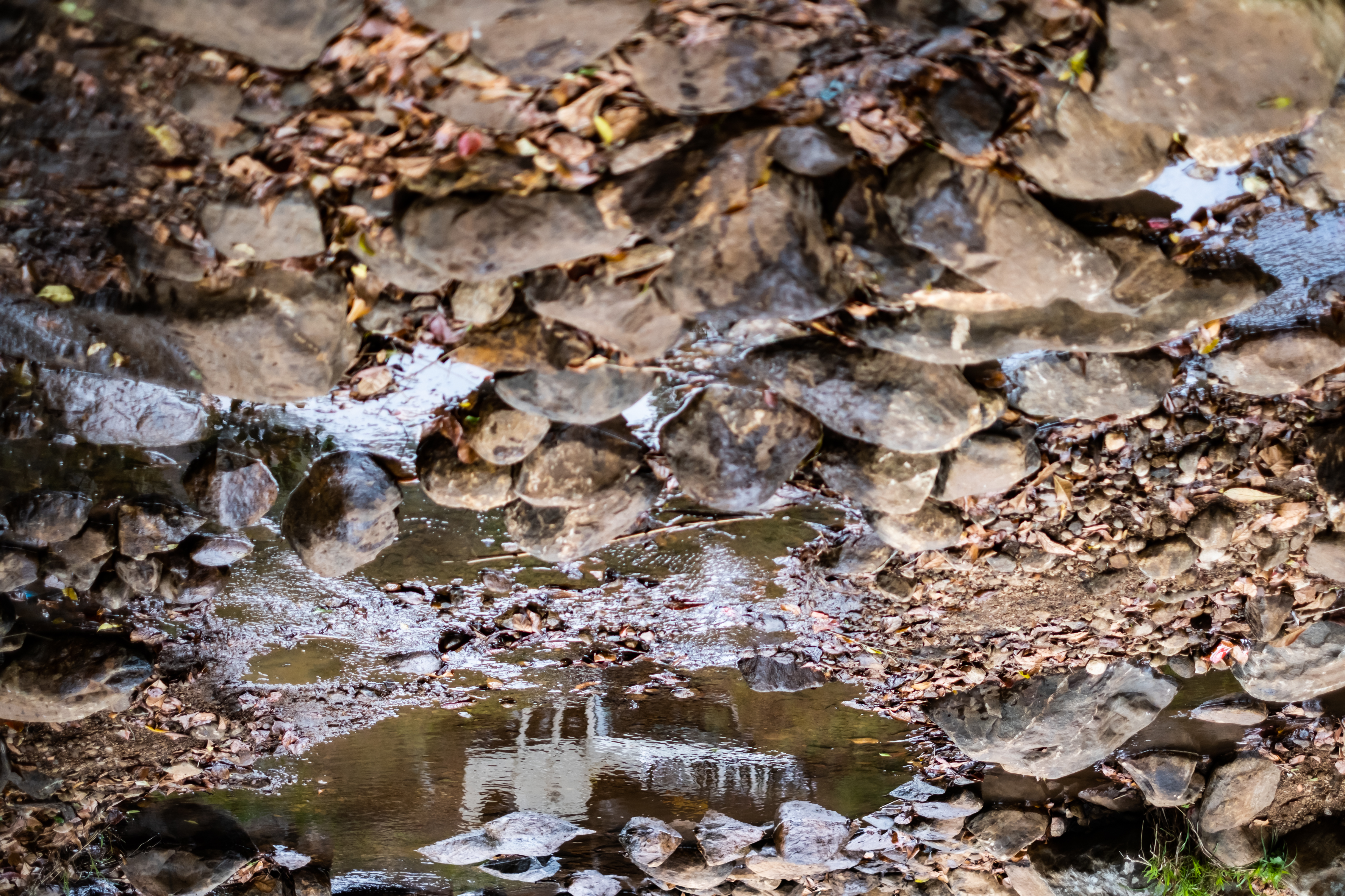 best resorts in kodaikanal for couples